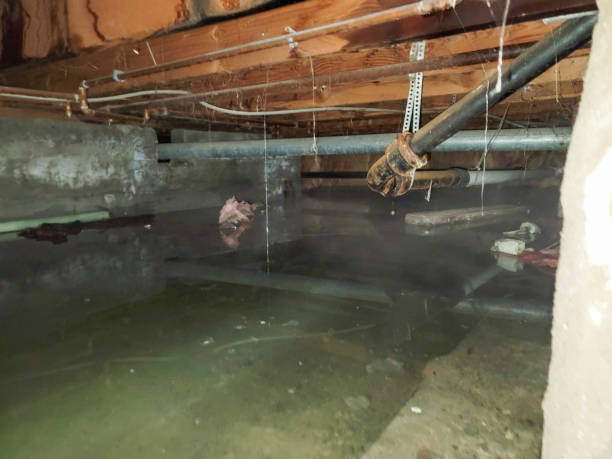 Best Local water damage restoration  in Garden City, NY